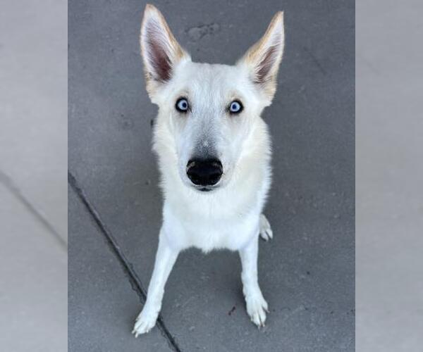 Medium Photo #1 German Shepherd Dog-Huskies  Mix Puppy For Sale in Bakersfield, CA, USA