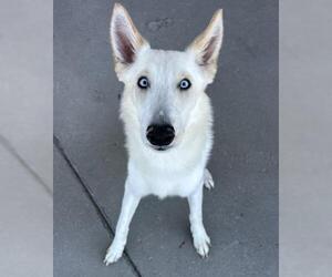 German Shepherd Dog-Huskies Mix Dogs for adoption in Bakersfield, CA, USA