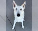Small German Shepherd Dog-Huskies Mix