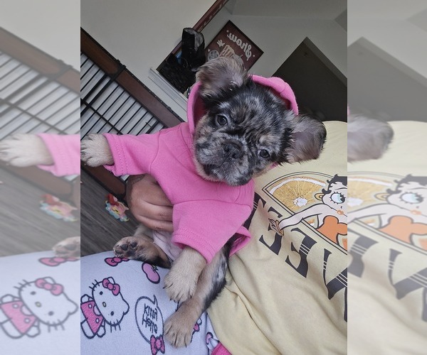 Medium Photo #1 French Bulldog Puppy For Sale in GLEN BURNIE, MD, USA