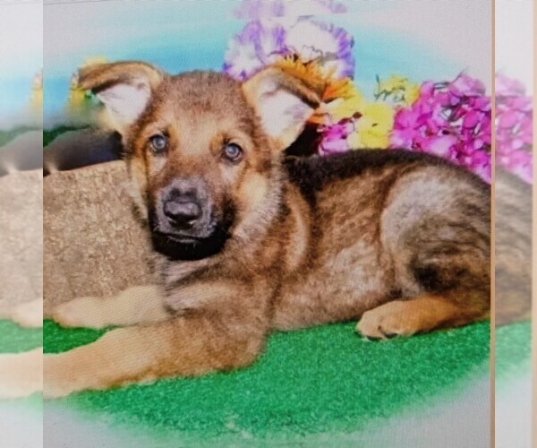 Medium Photo #1 German Shepherd Dog Puppy For Sale in HAMMOND, IN, USA