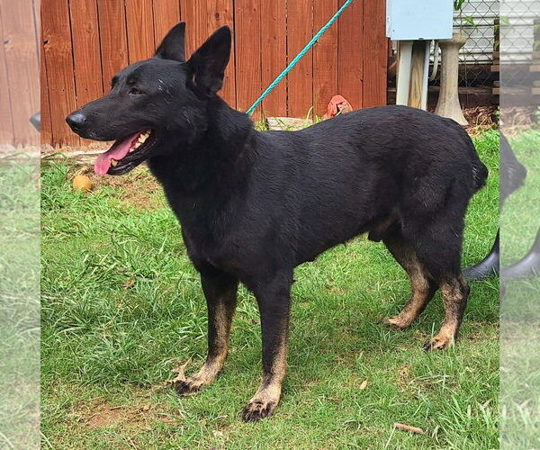Medium Photo #2 German Shepherd Dog-Unknown Mix Puppy For Sale in Wetumpka, AL, USA