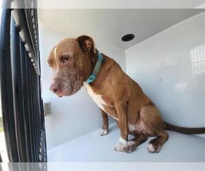 Staffordshire Bull Terrier-Unknown Mix Dogs for adoption in Houston, TX, USA