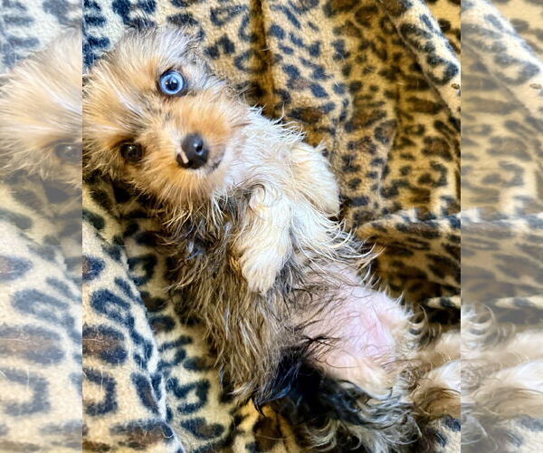 Medium Photo #3 Mutt Puppy For Sale in Boca Raton, FL, USA