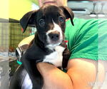 Small Labrador Retriever-Retriever Mix
