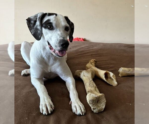 Medium Photo #7 Pointer-Unknown Mix Puppy For Sale in Boston, MA, USA