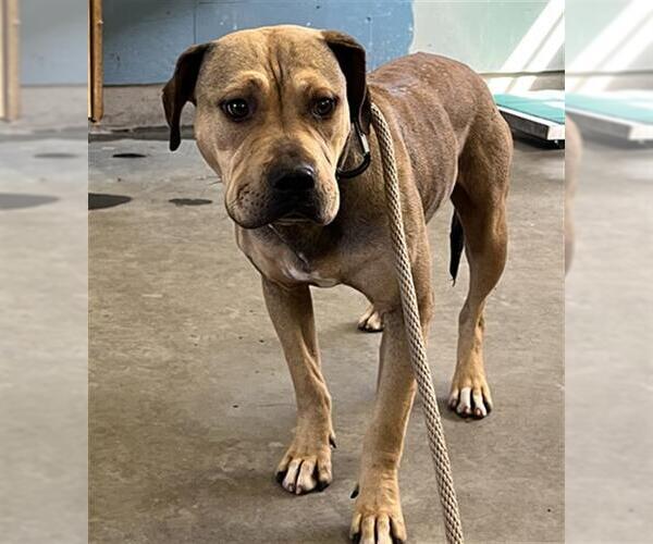 Medium Photo #1 American Pit Bull Terrier Puppy For Sale in Camarillo, CA, USA