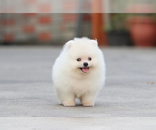 View Ad Pomeranian Puppy for Sale near Ohio, CINCINNATI