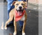 Small American Staffordshire Terrier Mix