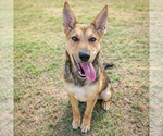 Small #4 Collie-German Shepherd Dog Mix