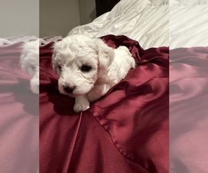 Bichon Frise Puppy for sale in YAKIMA, WA, USA