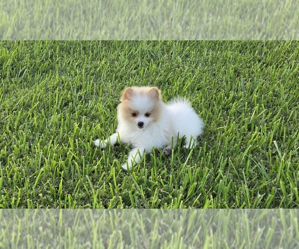 Medium Photo #2 Pomeranian Puppy For Sale in MONTGOMERY, TX, USA