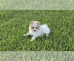 Small Photo #11 Pomeranian Puppy For Sale in MONTGOMERY, TX, USA