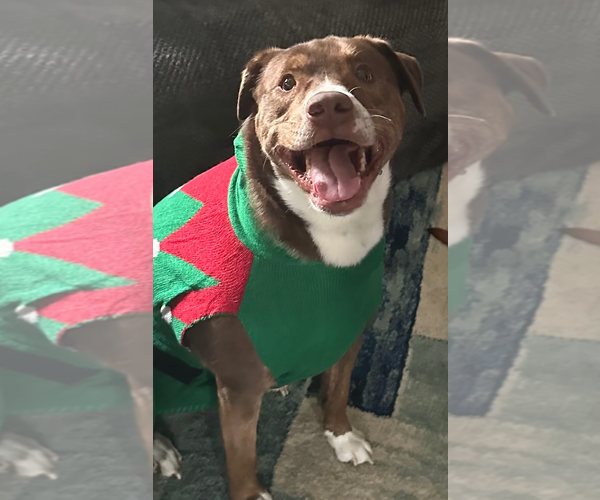 Medium Photo #3 Mutt Puppy For Sale in Decatur, GA, USA