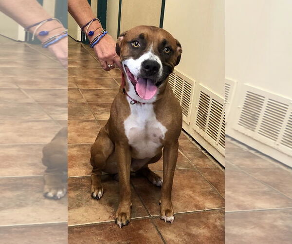 Medium Photo #2 Boxer-Unknown Mix Puppy For Sale in Amarillo, TX, USA