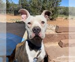 Small Photo #1 American Pit Bull Terrier-Unknown Mix Puppy For Sale in Kanab, UT, USA