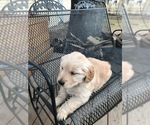 Small Photo #5 Golden Retriever Puppy For Sale in GREELEY, CO, USA