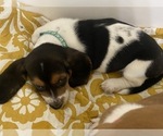 Puppy TURQUOISE COLL Basset Hound