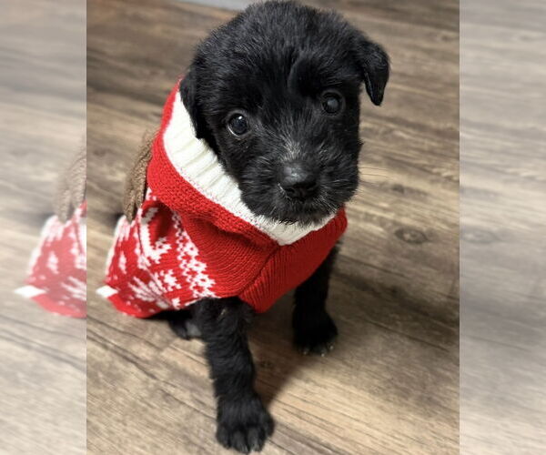 Medium Photo #1 Poodle (Standard)-Unknown Mix Puppy For Sale in Plainfield, IL, USA