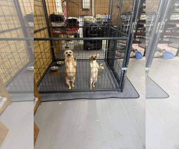 Medium Photo #3 Unknown-Wheaten Terrier Mix Puppy For Sale in Jackson Township, NJ, USA