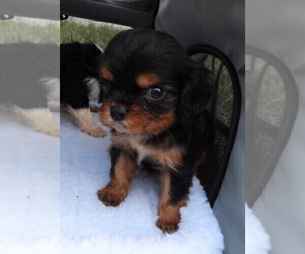 Medium Photo #8 Cavalier King Charles Spaniel Puppy For Sale in CARLISLE, KY, USA