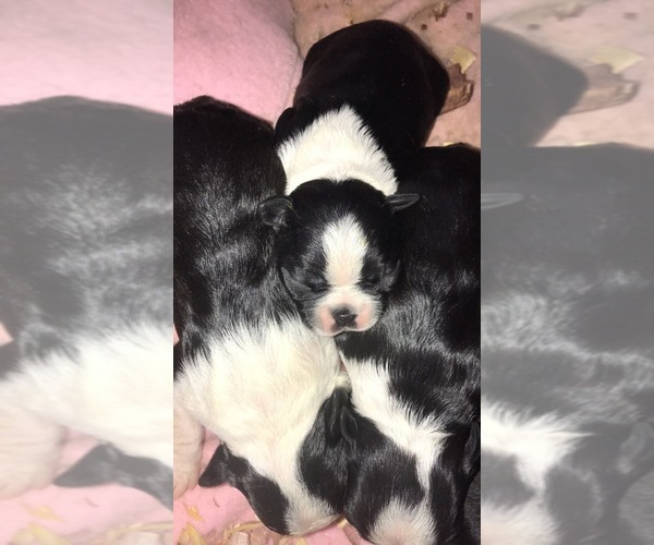 View Ad: Boston Terrier Puppy for Sale near Indiana, FOWLER, USA. ADN