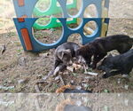 Small Photo #12 Collie-Labrador Retriever Mix Puppy For Sale in Sebec, ME, USA