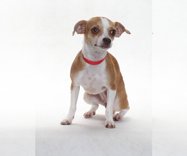 Medium Photo #1 Chihuahua Puppy For Sale in Burbank, CA, USA