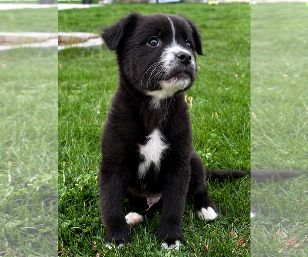 Medium Photo #4 Borador Puppy For Sale in Sandy, UT, USA