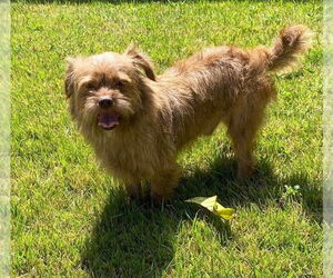 Norfolk Terrier-Unknown Mix Dogs for adoption in FRAMINGHAM, MA, USA
