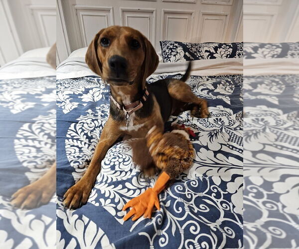 Medium Photo #5 Beagle-Unknown Mix Puppy For Sale in Springdale, PA, USA
