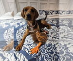 Small #4 Beagle Mix