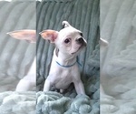 Small #12 Boston Terrier