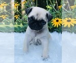 Small Photo #1 Pug Puppy For Sale in CANTON, CT, USA