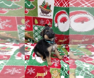 German Shepherd Dog Puppy for sale in BLUE MOUND, IL, USA
