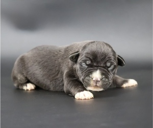 American Bully Puppy for sale in CHAMPAIGN, IL, USA