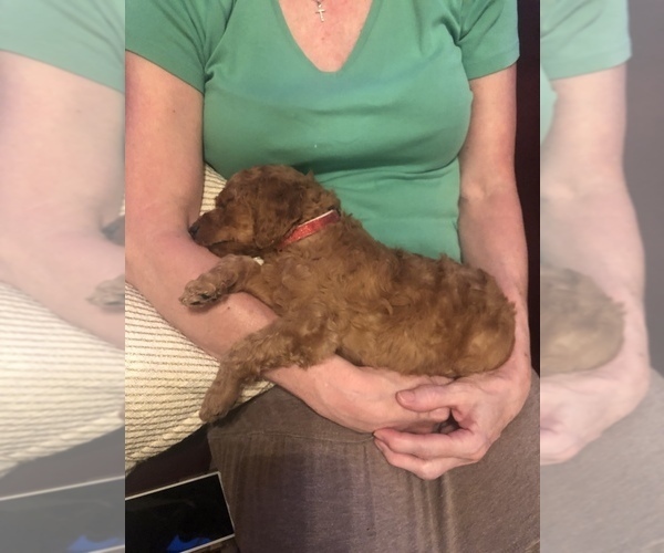 Medium Photo #11 Poodle (Standard) Puppy For Sale in VICTOR, NY, USA