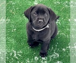 Small #4 Labrador Retriever