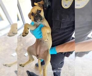 Labrador Retriever-Unknown Mix Dogs for adoption in San Antonio, TX, USA