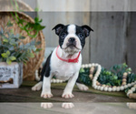 Small #1 Boston Terrier