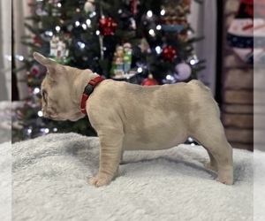 French Bulldog Puppy for sale in WEATHERFORD, TX, USA