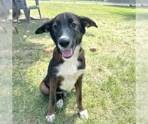 Medium Photo #1 Mutt Puppy For Sale in Conroe, TX, USA