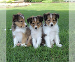 Small Photo #7 Shetland Sheepdog Puppy For Sale in HONEY BROOK, PA, USA