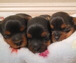 Small Photo #1 Yorkshire Terrier Puppy For Sale in NORCO, CA, USA