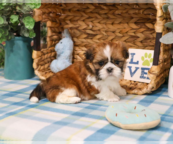 Medium Photo #1 Shih Tzu Puppy For Sale in SYRACUSE, IN, USA