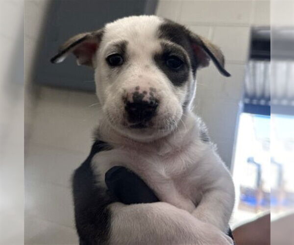 Medium Photo #2 Labrador Retriever Puppy For Sale in San Bernardino, CA, USA