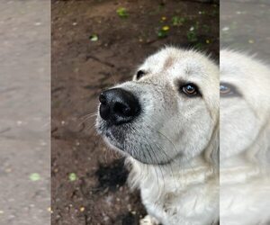 Great Pyrenees Dogs for adoption in Uwchlan, PA, USA