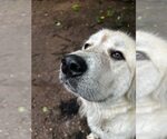 Small Great Pyrenees
