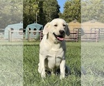 Small Photo #1 Labrador Retriever Puppy For Sale in NEOLA, WV, USA