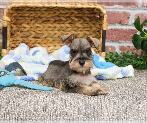 Medium Photo #3 Schnauzer (Miniature) Puppy For Sale in SYRACUSE, IN, USA